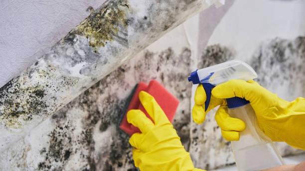 Why You Should Choose Our Mold Remediation Services in Big River, CA